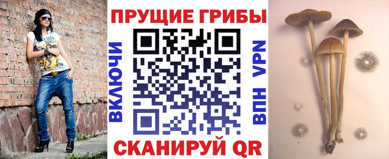 цены   blacksprut   Галлюциногенные грибы Psilocybine cubensis  Высоковск 